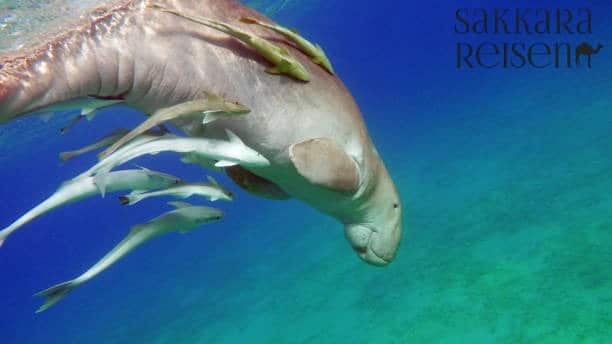 Erste Schnorcheltour mit Guide – Schildkröten & Seekuh hautnah entdecken