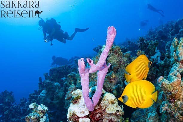 Colorful reef full of life