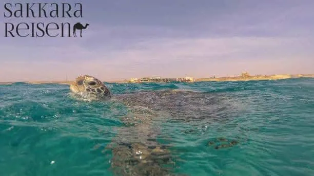 Abu Dabbab Schildkröten Bucht Ausflug