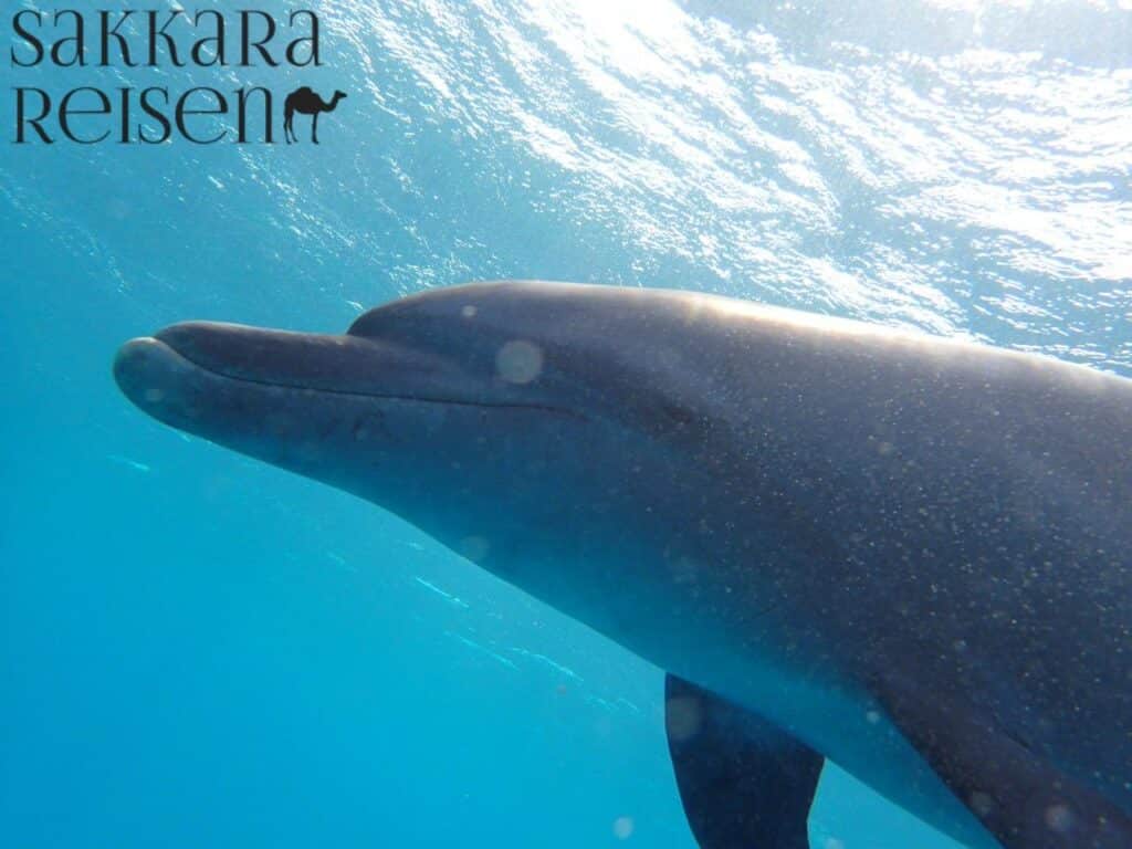 Delfin Tour Hurghada 