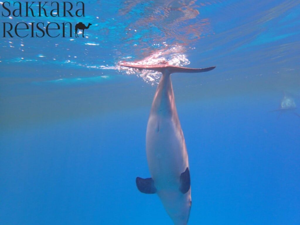 Delfin Tour Hurghada 