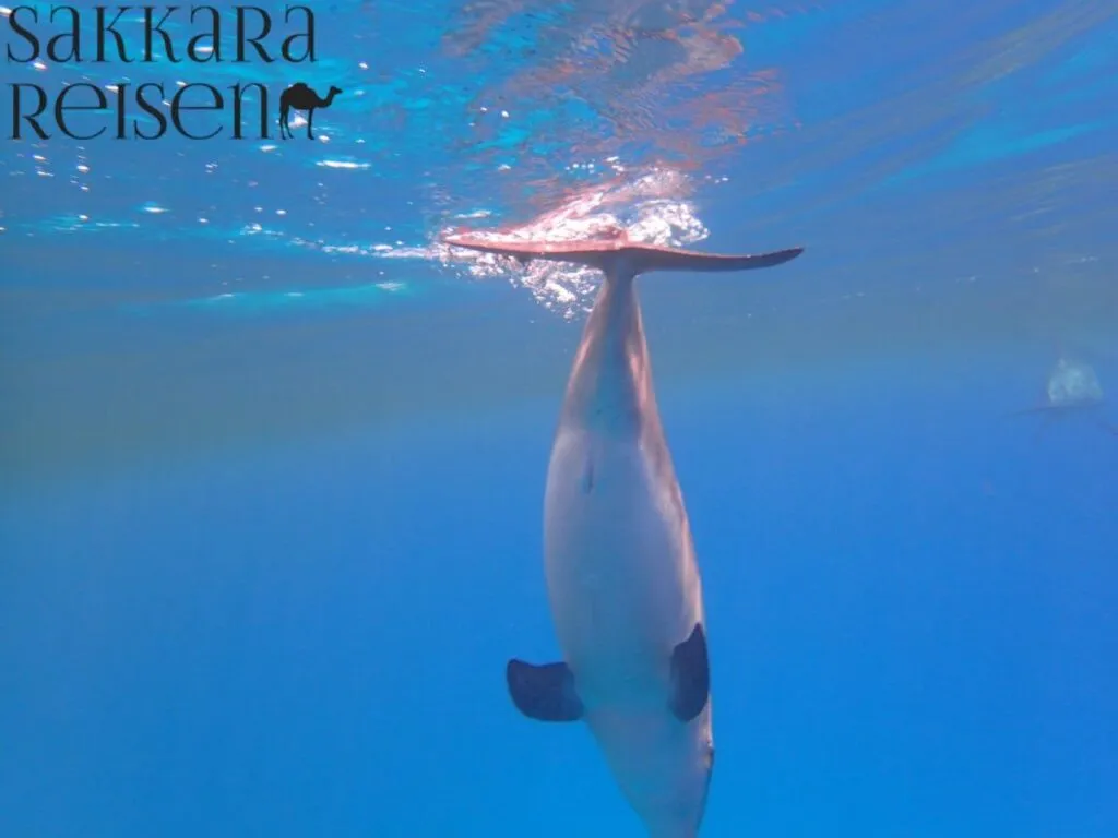 Delfin Tour Hurghada 