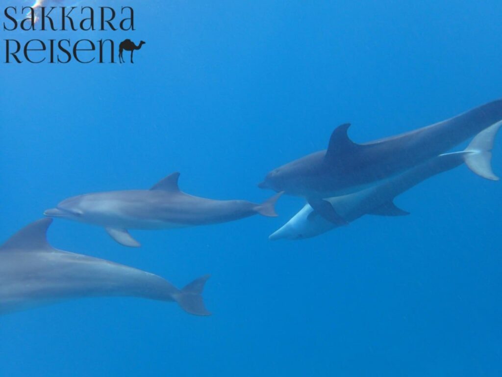 Delfin Tour Hurghada 