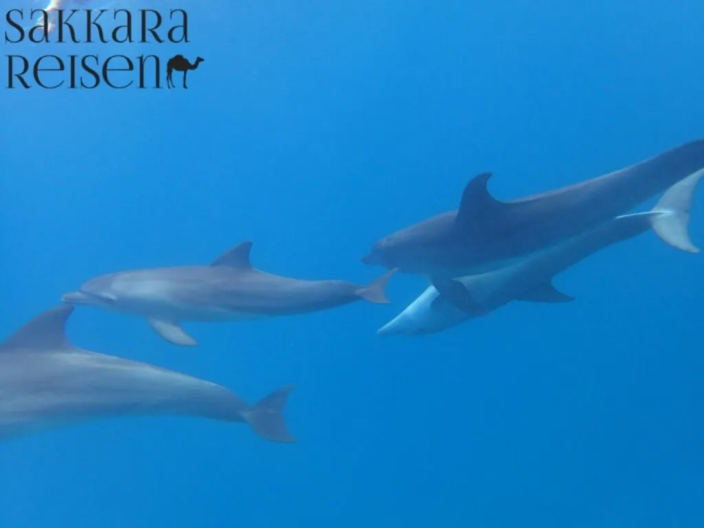 Delfin Tour Hurghada 