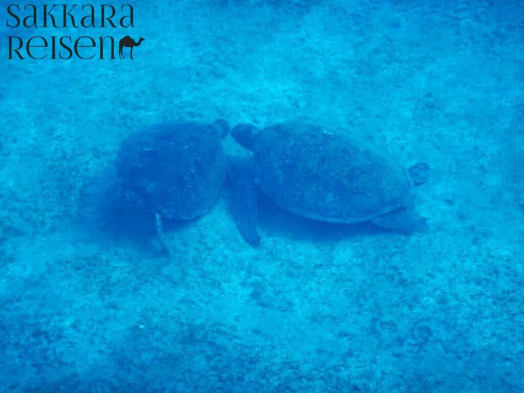 Schwimmen mit Meeresschildkröten (Abu Dabbab)