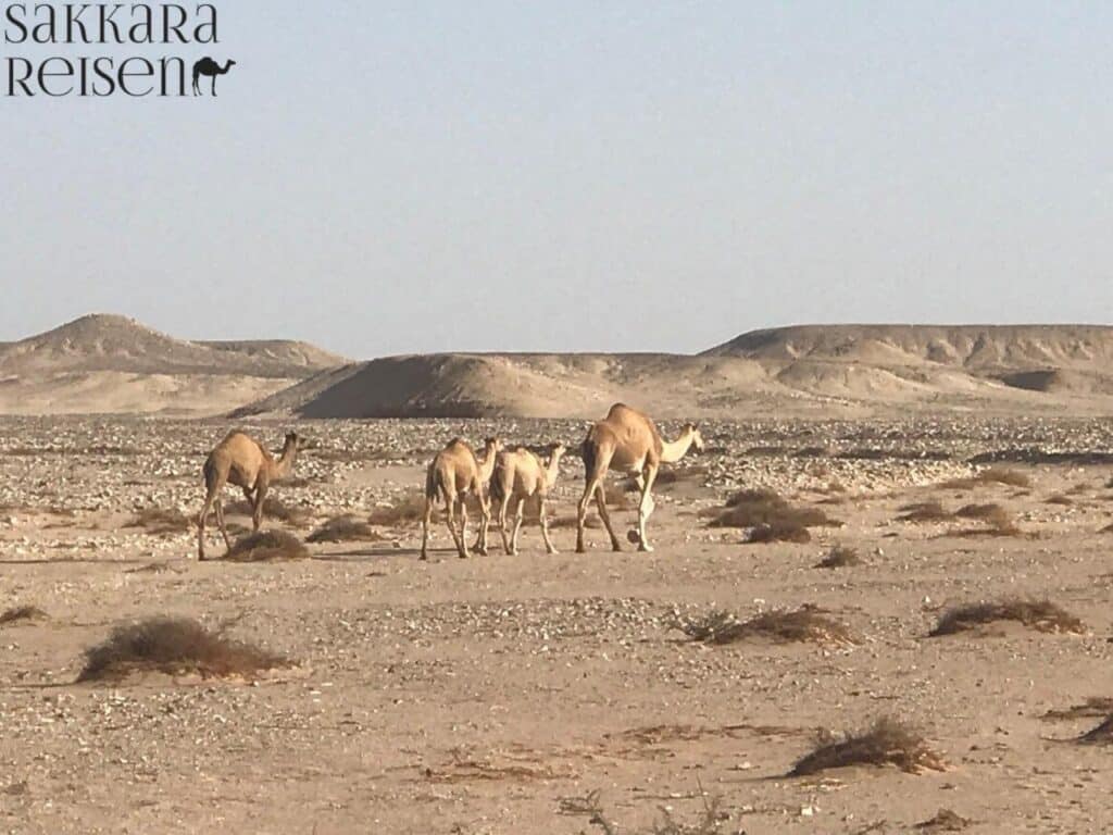 Kamelreiten in Hurghada Wüste – Traditionelles Abenteuer für die ganze Familie Genießen Sie bei Ihrer Wüstensafari in Hurghada ein unvergessliches Erlebnis mit Kamelreiten in der Wüste. Diese Aktivität ist perfekt für Groß und Klein und bietet eine authentische Möglichkeit, die atemberaubende Wüstenlandschaft aus einer ganz besonderen Perspektive zu entdecken. Begleitet von erfahrenen Guides lernen Sie die ruhigen und majestätischen Tiere kennen und spüren den Zauber der ägyptischen Wüste hautnah. Das Kamelreiten ergänzt Ihre Quad- oder Jeep-Tour ideal und macht Ihre Hurghada Wüstentour mit Kindern sowie Ihren Abenteuerurlaub unvergesslich. 