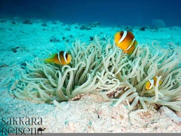 Sharm El Naga