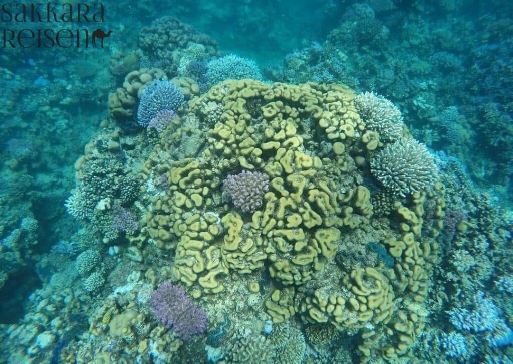 Coral Garden Safaga