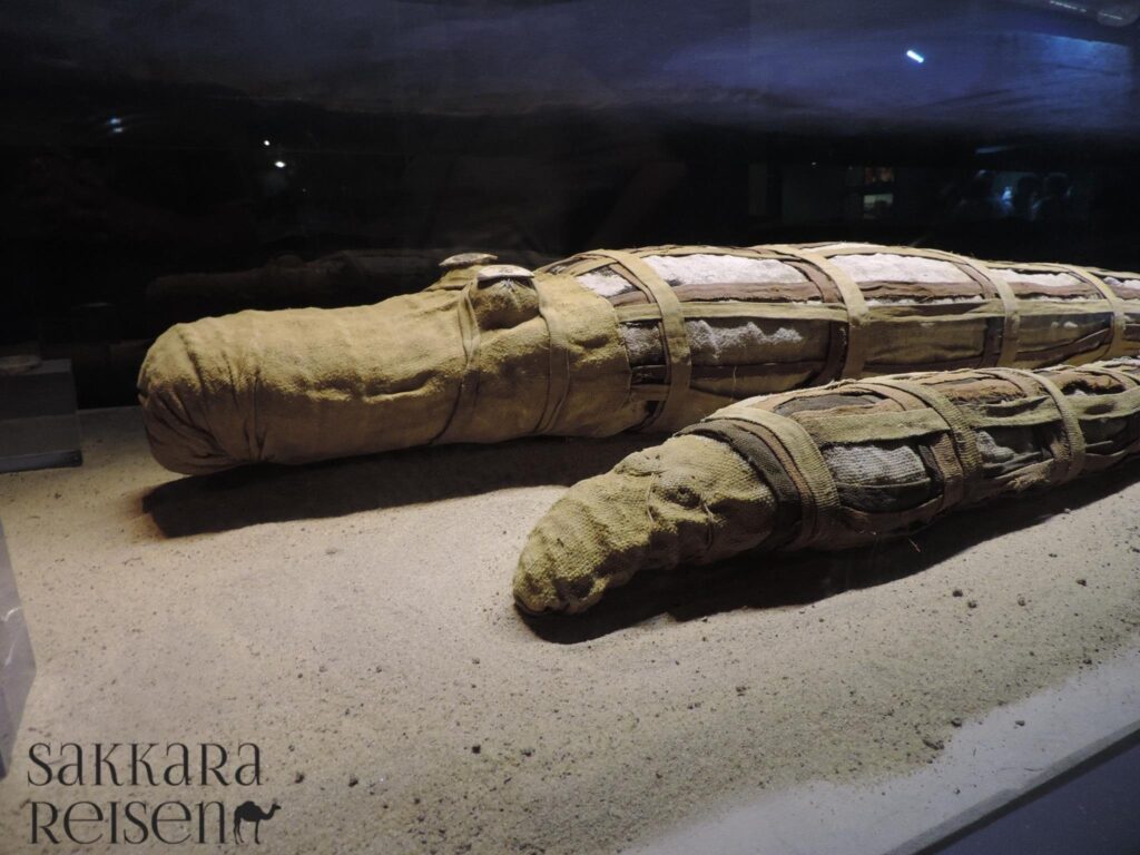 Krokodil-Museum