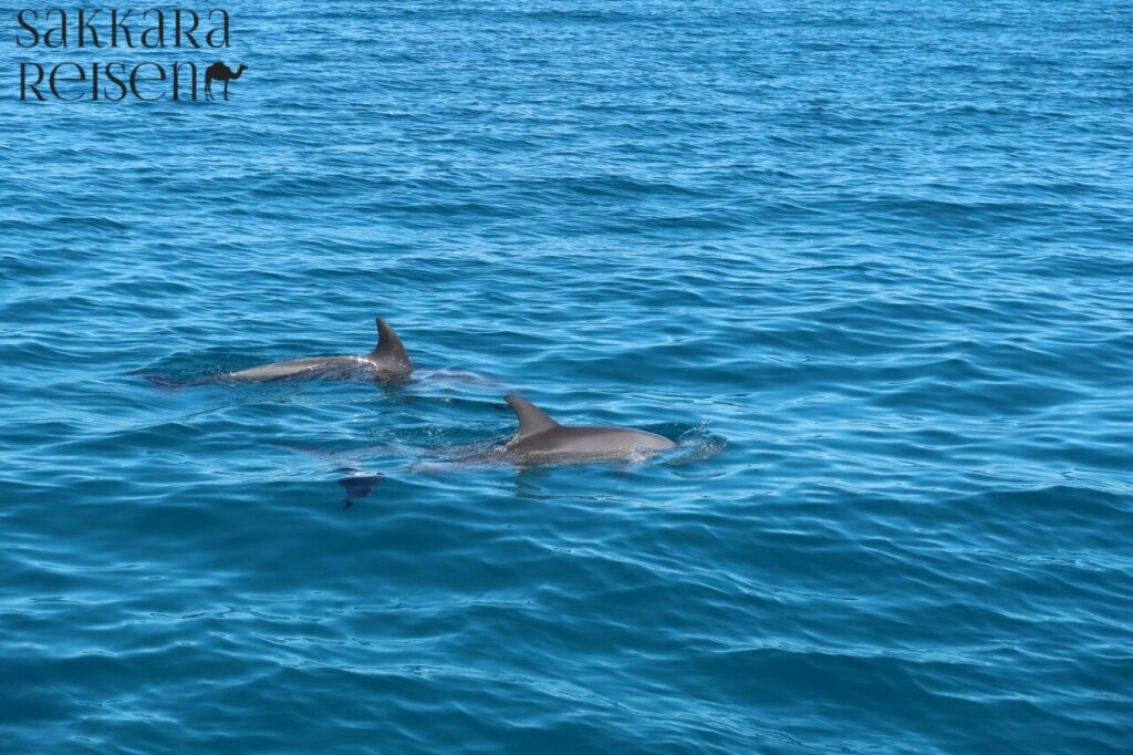 Delfinschwimmen Hurghada