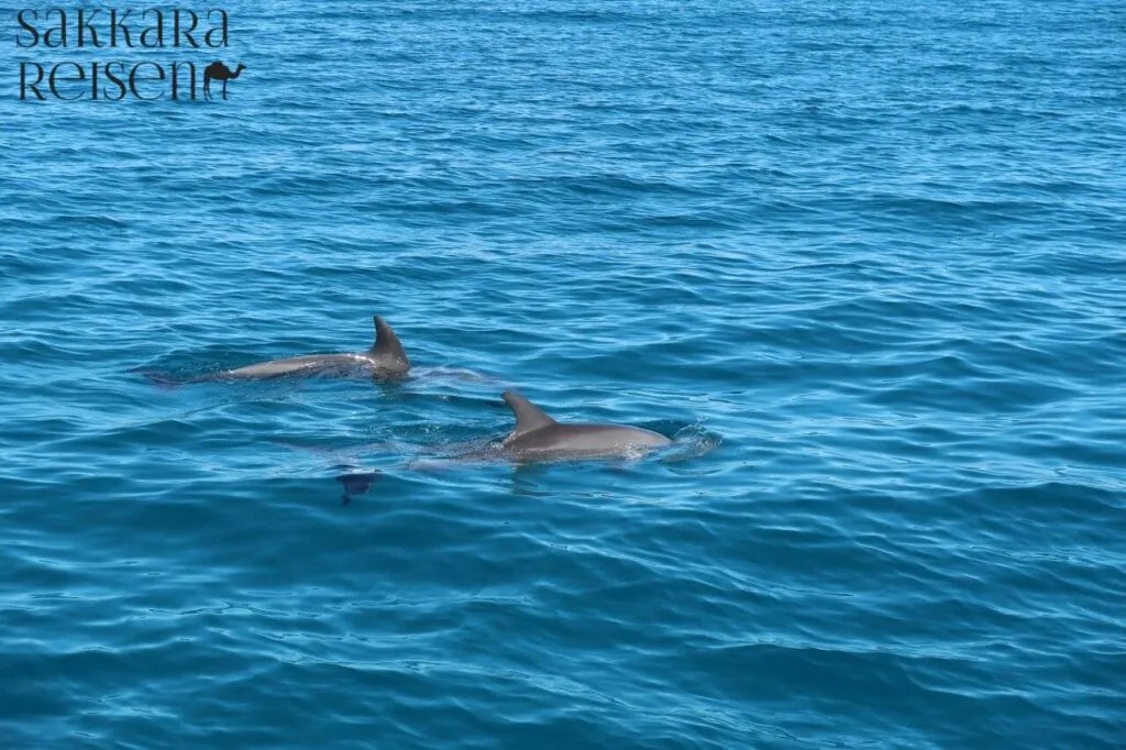 Delfinschwimmen Hurghada