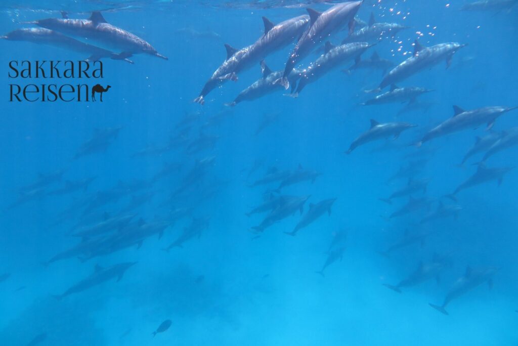 dolphins