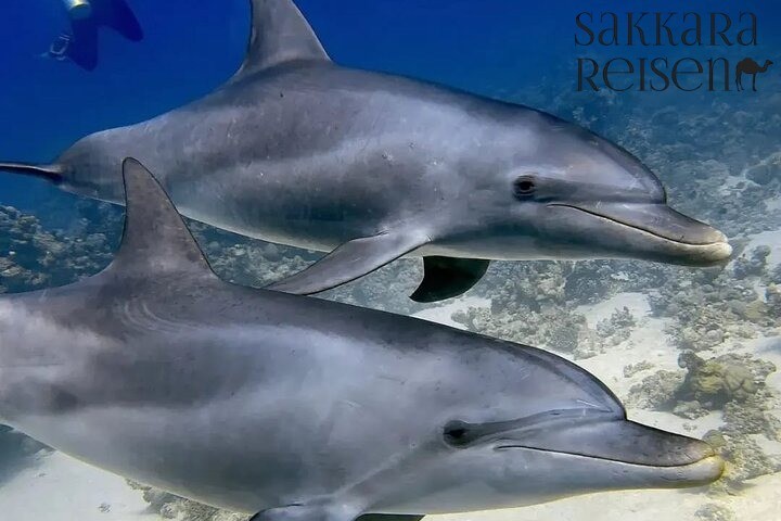 Dolphin swimming Makadi Bay