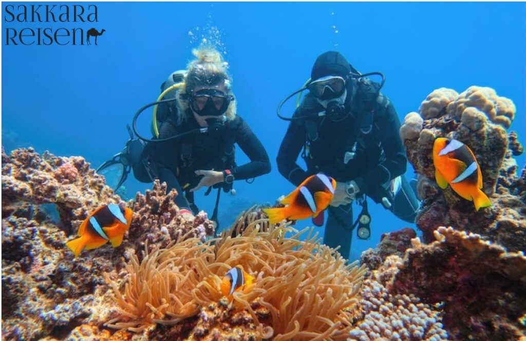 Hausriffe bei Sahl Hasheesh entdecken