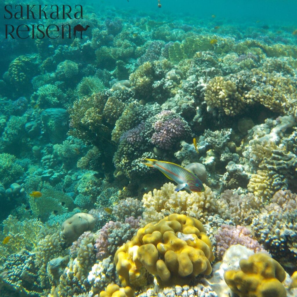 Sharm El Naga