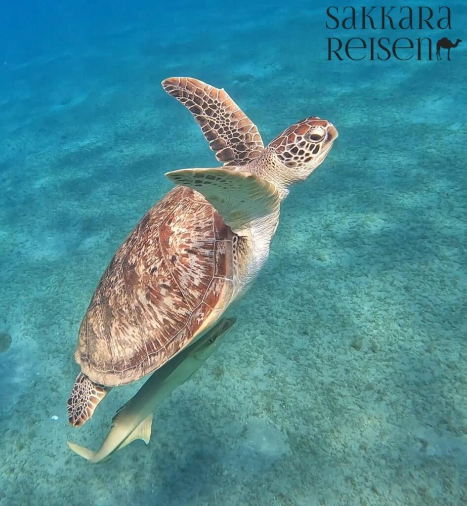 Tag 7 – Meeresschildkröten & Elphinstone-Riff (Marsa Alam)