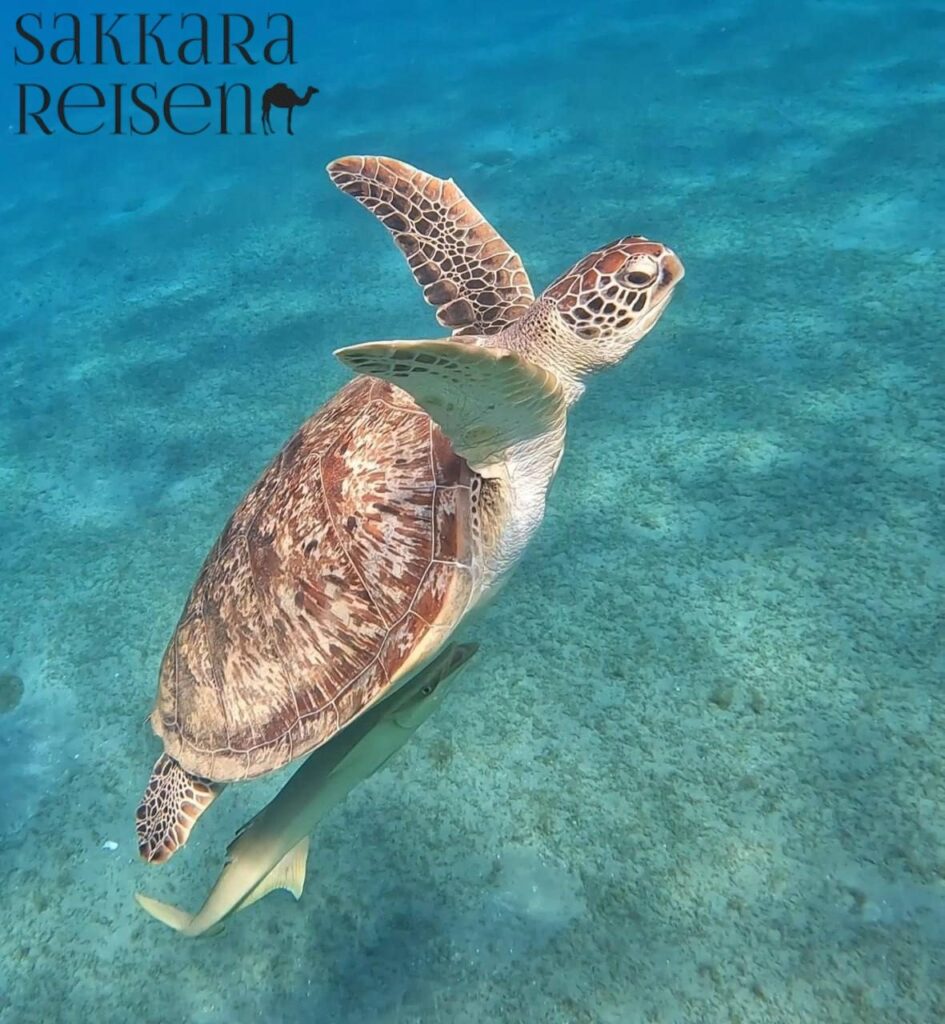 Schildkrötenbucht & Trauminseln