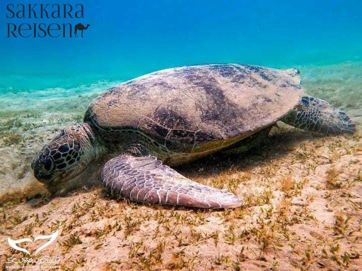 Hurghada Schildkröten Ausflug