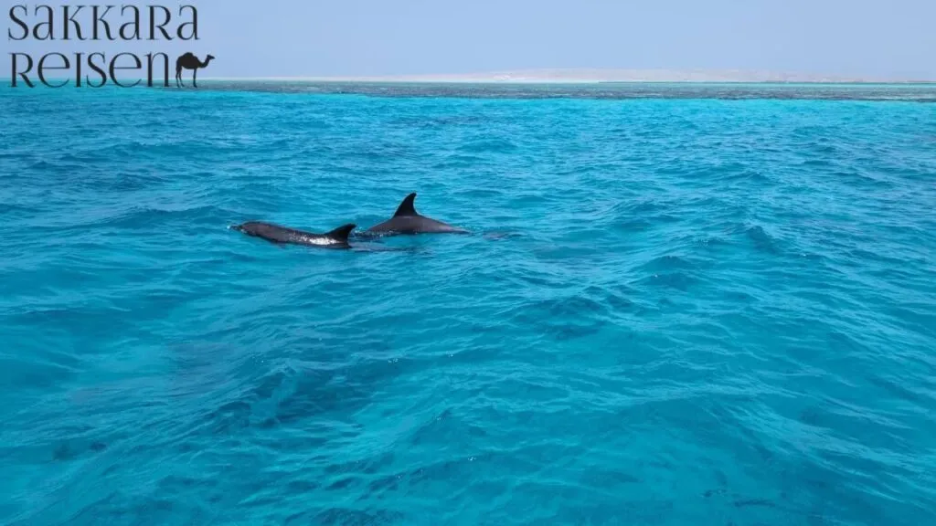 Die Besten Hurghada Aktivitäten