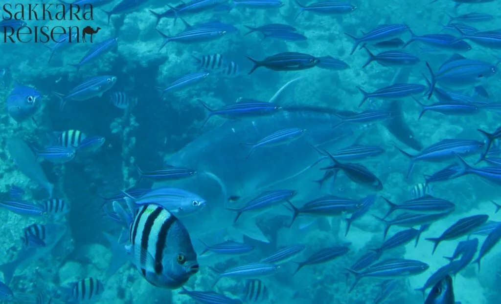 Nachhaltiges Schnorcheln in Makadi Bay