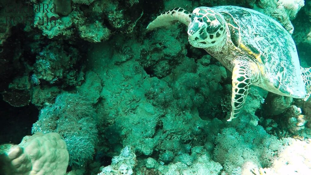 Hurghada Schildkröten Ausflüge