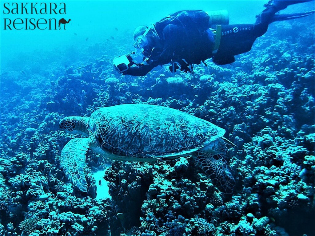 Turtle tour Makadi Bay