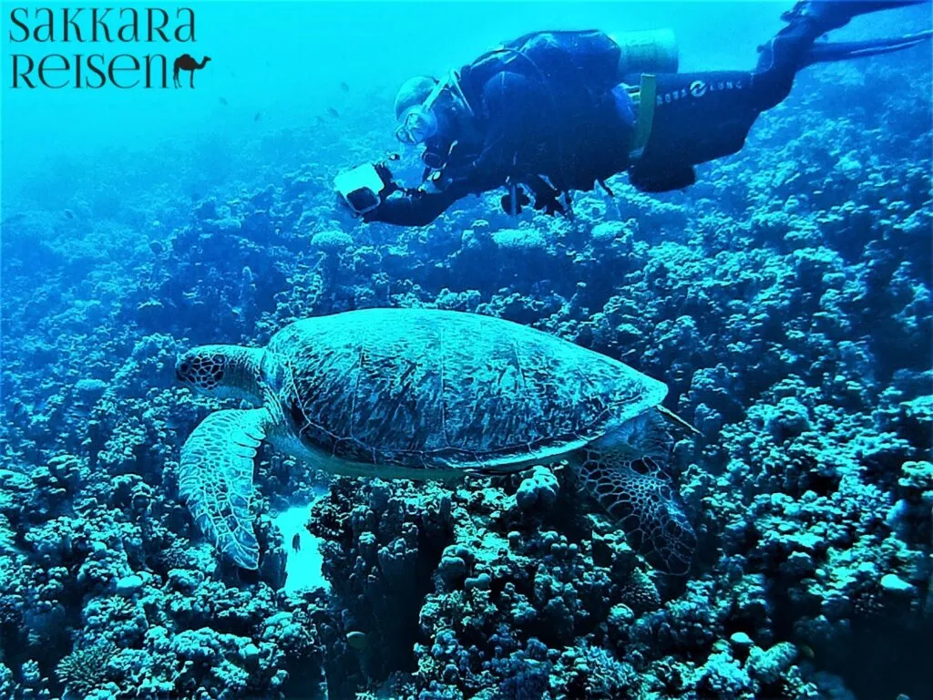 Turtle tour Makadi Bay