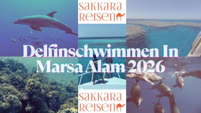Delfinschwimmen In Marsa Alam 2026 Delfinschwimmen In Marsa Alam 2026