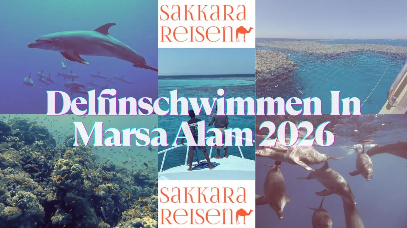 Delfinschwimmen In Marsa Alam 2026