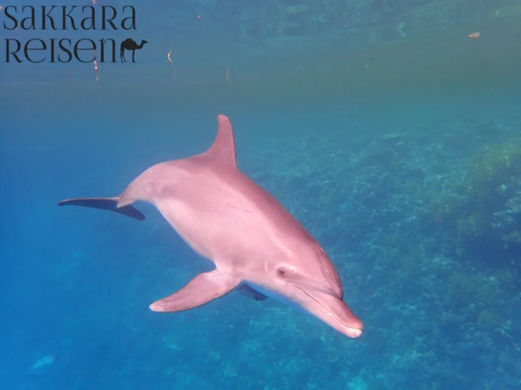 1. Wie lange dauert die Delfinshow? Eine typische Delfinshow in einem Aquarium oder Freizeitpark dauert in der Regel 30–45 Minuten. Dies beinhaltet Auftritte der Delfine mit Sprüngen, Tricks und Interaktionen mit den Trainern. 2. Wie lange muss ein Delfin Luft anhalten? Delfine können unter Wasser in der Regel 5 bis 10 Minuten die Luft anhalten, je nach Art und Aktivität. Im Alltag tauchen sie meist nur 2–3 Minuten, bevor sie zum Atmen an die Oberfläche kommen. 3. Wie lange dauert die Delfin-Abenteuershow? Eine Delfin-Abenteuershow oder interaktive Show mit Publikum dauert meist 40–60 Minuten, inklusive Warm-up, Tricks, Spiele mit Trainern und kurzen Lern- oder Infoeinheiten über Delfine. 4. Wie lange dauert Delfine? Diese Frage ist ungenau formuliert. Wenn du meinst, wie lange Delfine aktiv sind oder schwimmen, können Delfine mehrere Stunden täglich aktiv sein, insbesondere beim Jagen, Spielen oder in Gruppenaktivitäten. Im Kontext einer Tour oder Schnorchelausflug mit Delfinen dauert das Erlebnis typischerweise 2–8 Stunden, abhängig vom gebuchten Programm.