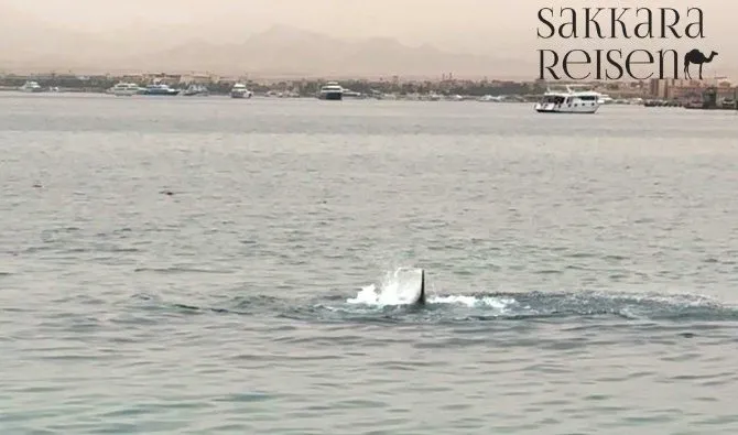 Popular excursions despite shark warnings