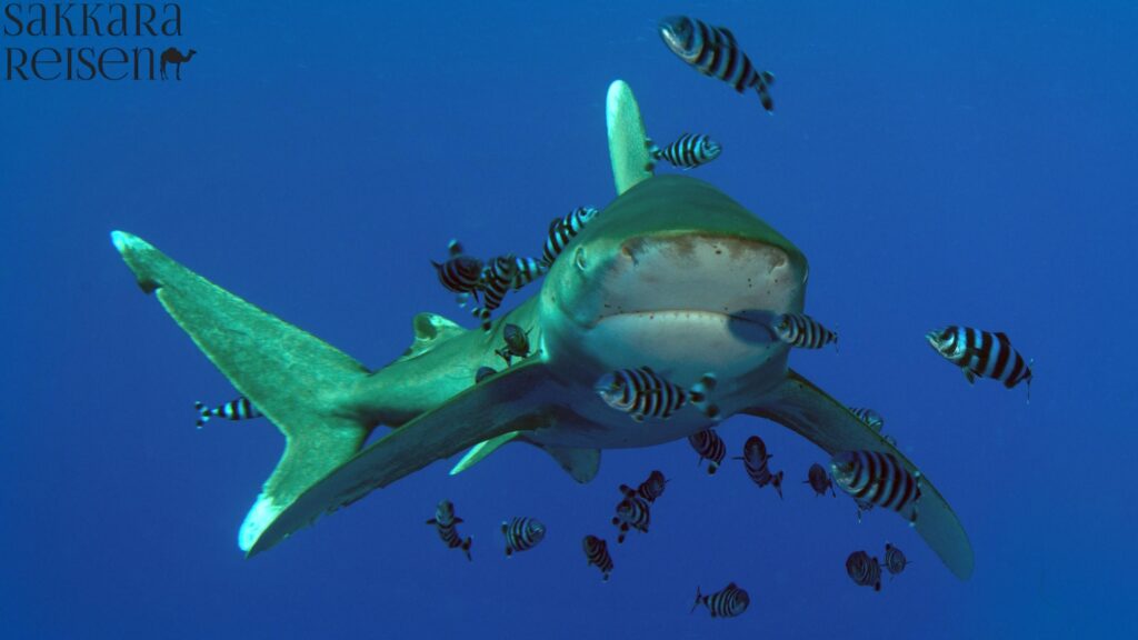 Egypt: Shark Attack in Marsa Alam & Hurghada Tips