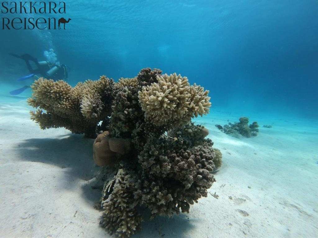 Schnuppertauchen Hurghada