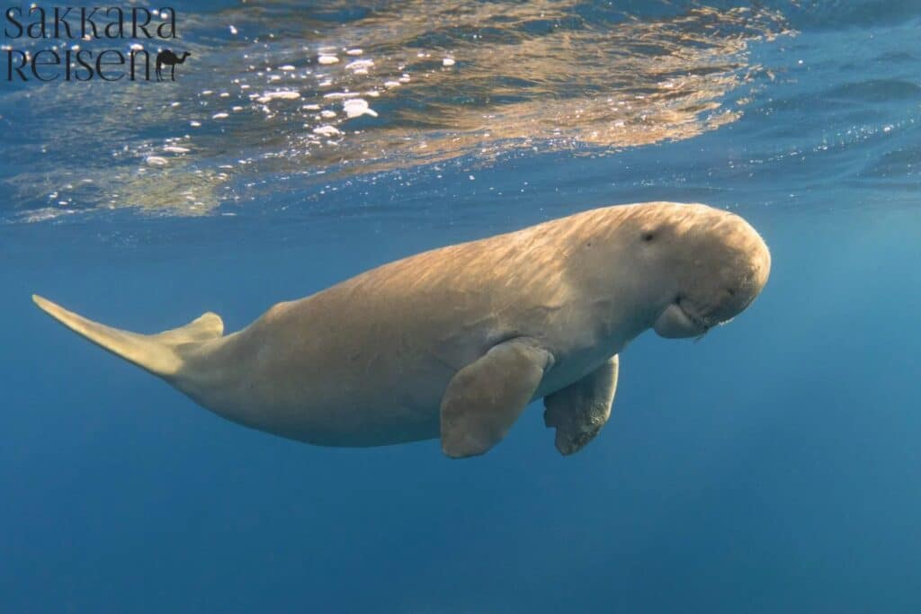 Dugongs