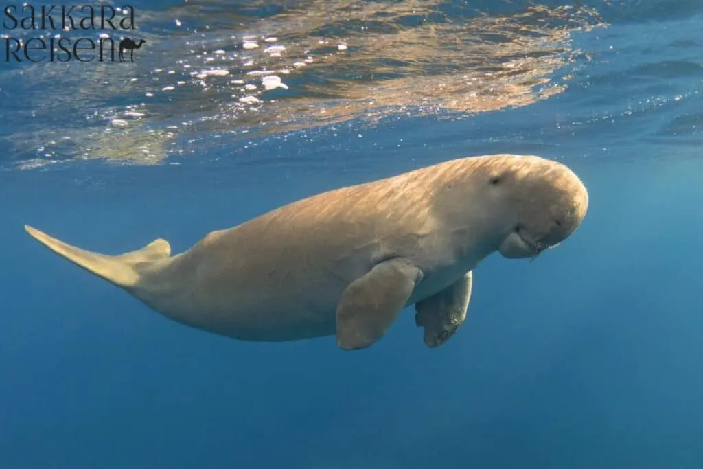 Dugongs