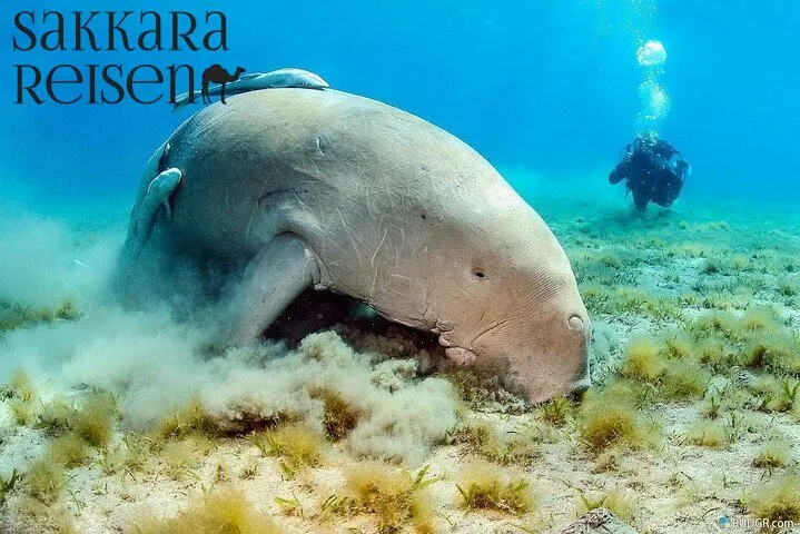 Beste Marsa Alam Ausflüge Deutsch