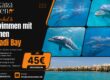 Schnorchel & Schwimmen mit Delfinen Makadi Bay