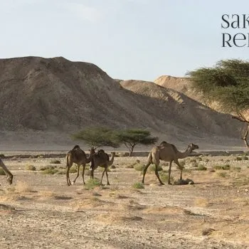 Wüstensafari und Quadfahren in der Ghost City ab Hurghada